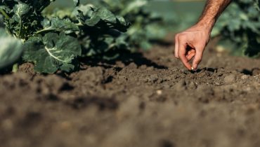 Agricultura_agricultores_Depositphotos_162344186_XL (Medium)