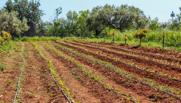 agricultura estufas_PL-4