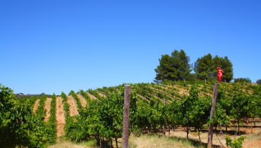quinta dos vales vinho (2)-3888x2592